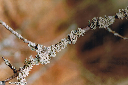 Lichen_branche