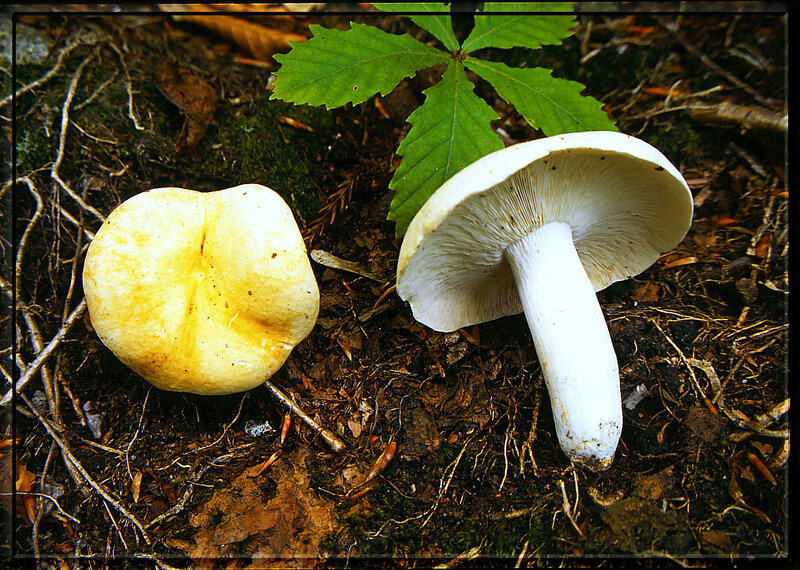 Russula piperatoconfusa 5 8 90_0001