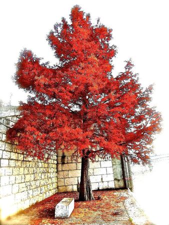 _ (RED) _ Tree