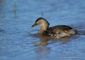 grebe__1_