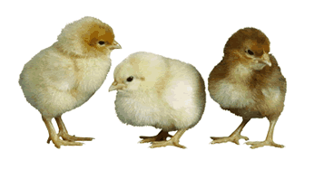 poussin_3