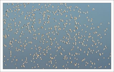 Aiguillon_vol_blanc_limicoles_170110