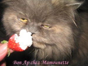 Fraises___la_menthe_du_jardin_et___la_chantilly_menthol_e_017