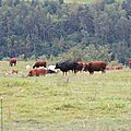 Vives les vaches