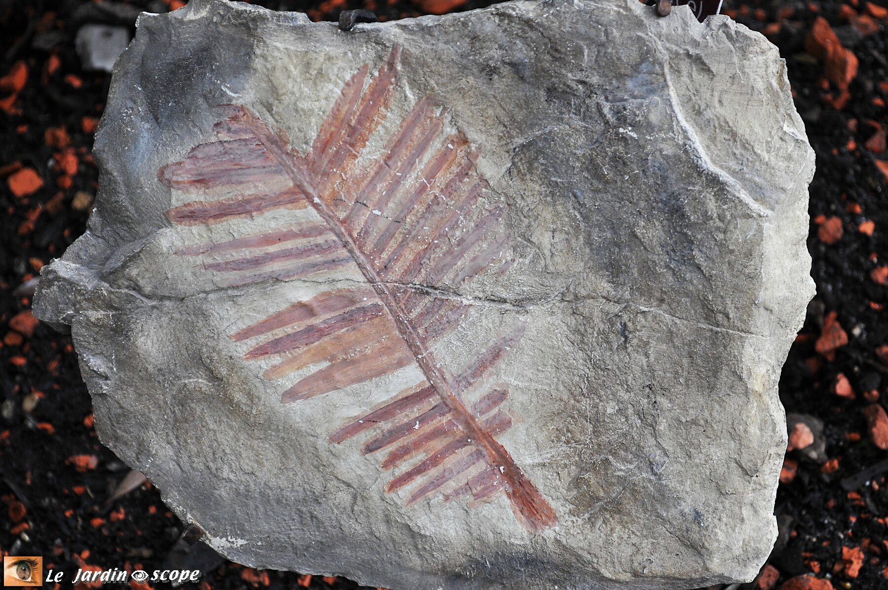 Empreinte de feuille de Cycadales • Zamites feneonis