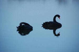 cygne