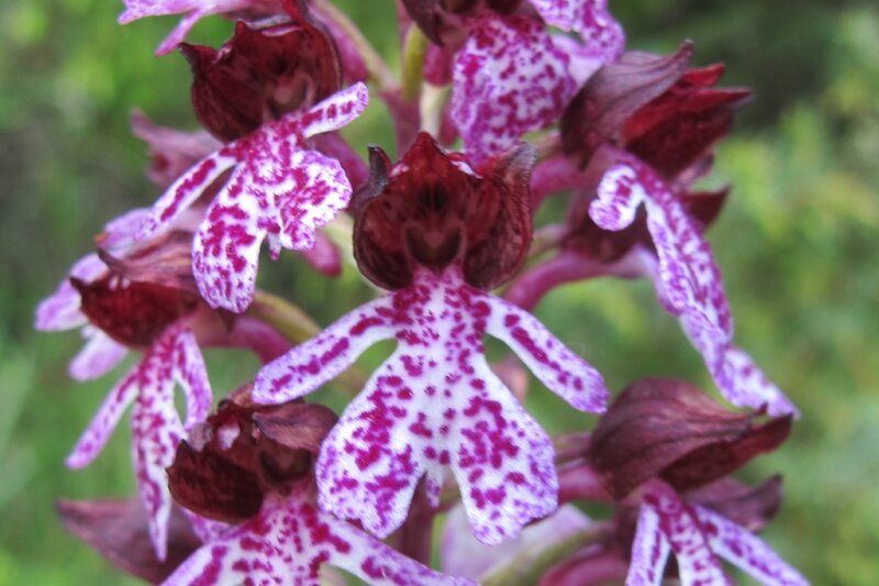 Orchis pourpre - f1