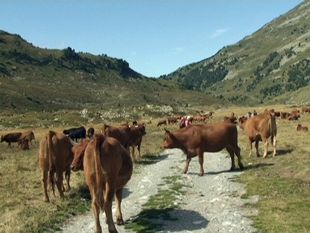 à l'estive