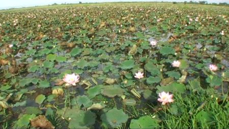 tonlé sap_lotus_01