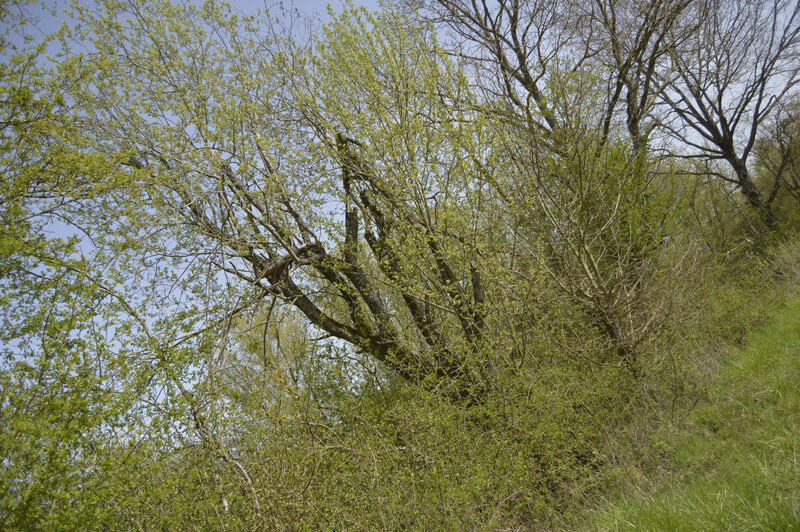 _DSC0086