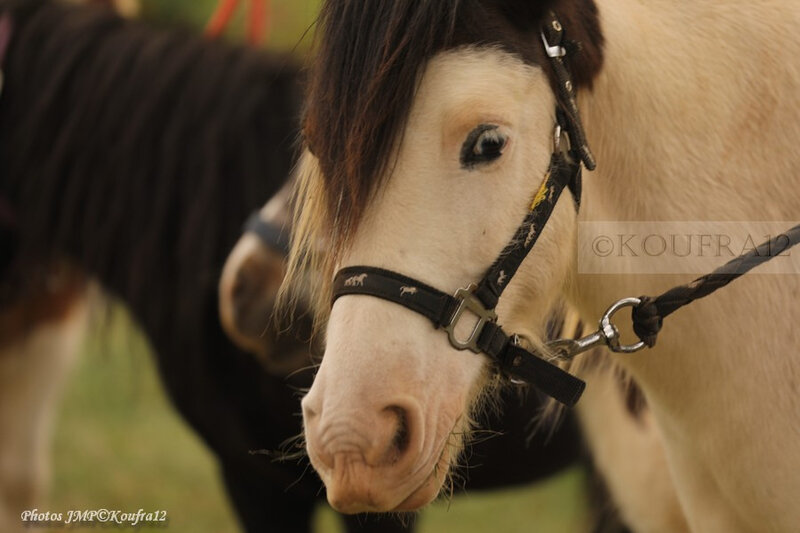 Photos JMP©Koufra 12 - La Cavalerie - 13e DBLE - 28092019 - 0088