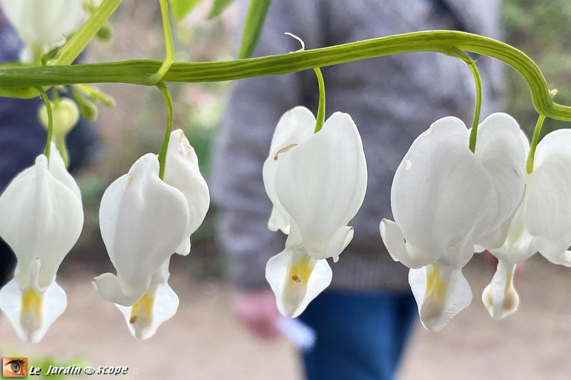 Dicentra-spectabilis