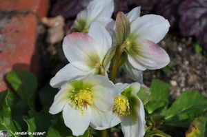Helleborus-Niger