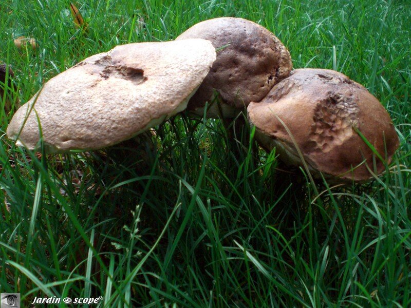 Bolet rude à variété noire • Leccinum scabrum