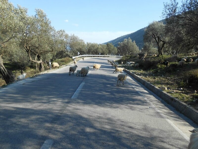 Traversée demoutons et de chèvres sur les routes albanaises