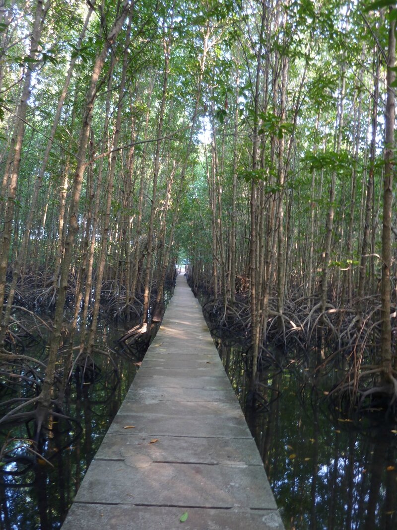 passerelle de 600 m dans les mangroves