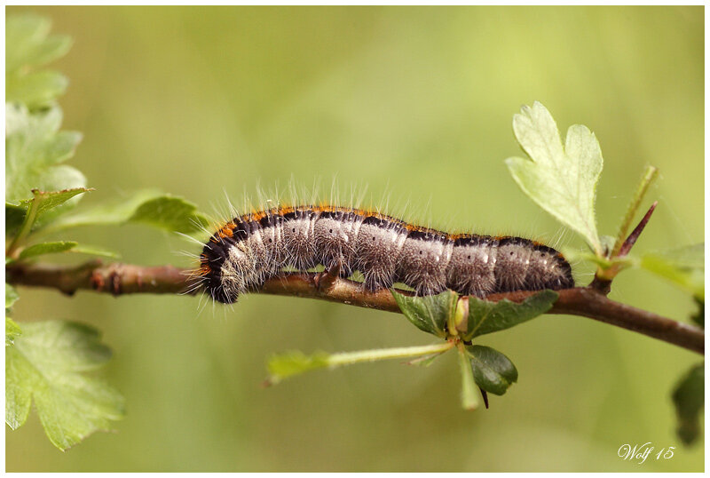 chenille_gaze_15_01