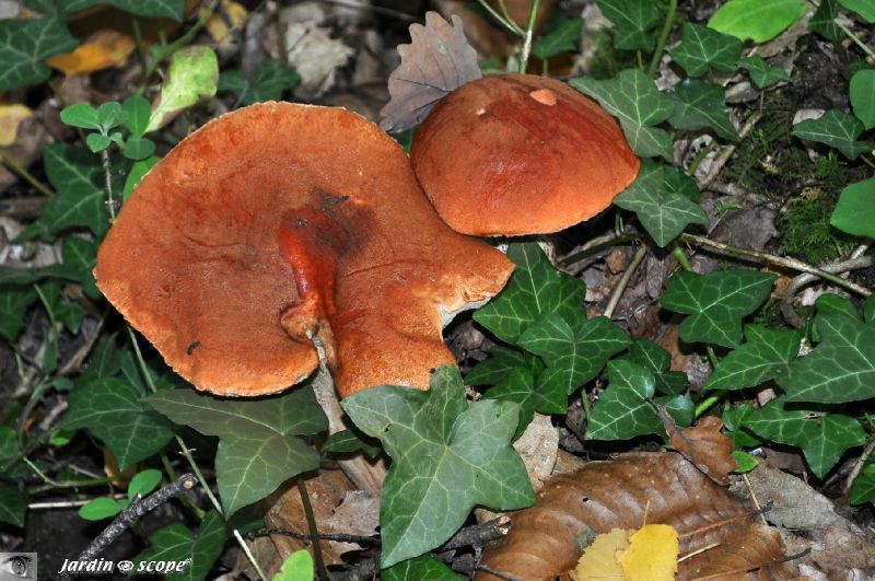 Bolet-orangé-3