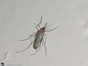 Moustique Aedes sp.