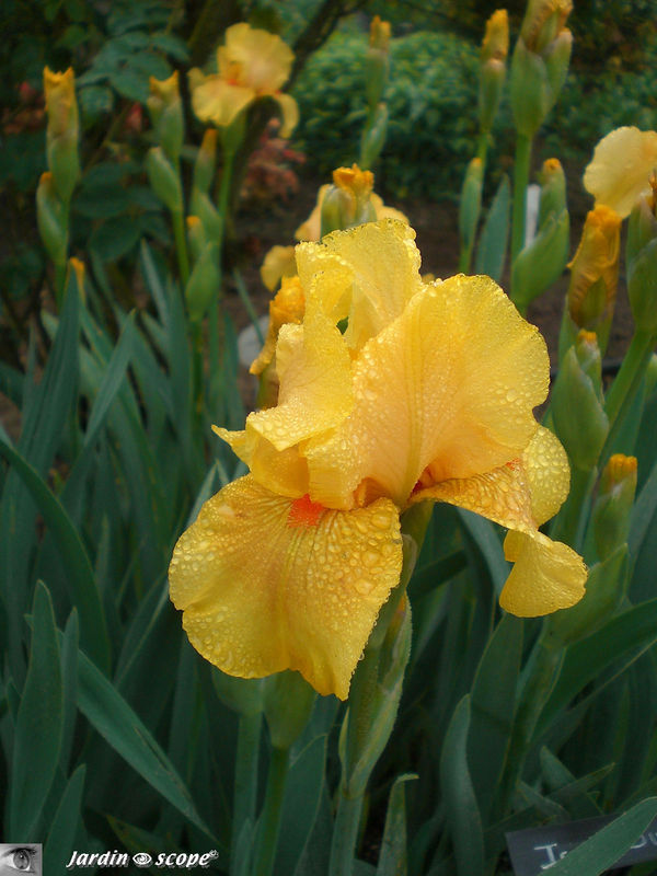 Bel iris jaune (mi-mai 2010)