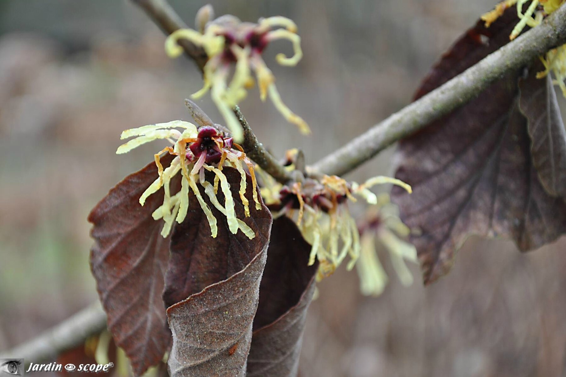 Noisetier de sorcière • Hamamelis mollis