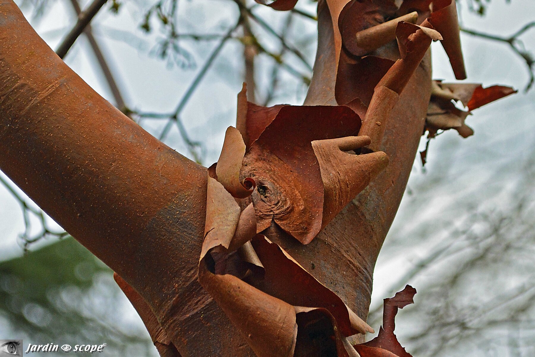 Ecorce Erable cannelle • Acer griseum • Famille des Sapindaceae