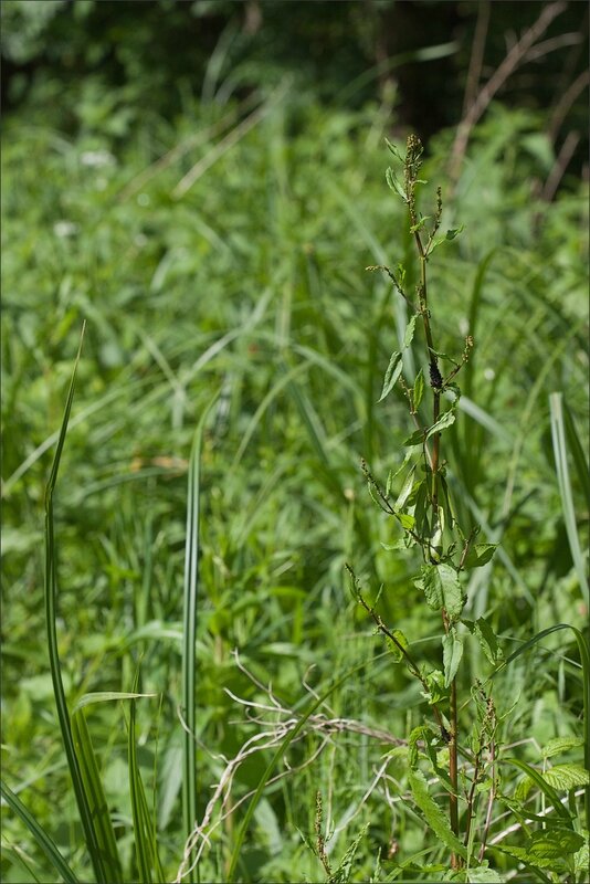 Galuchet fourmis pucerons 040514 5 support