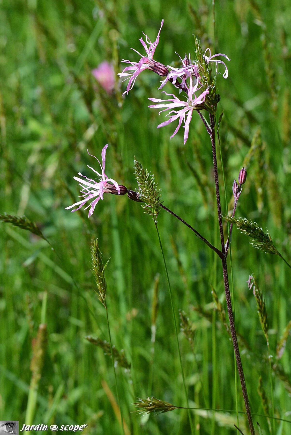 Silene flos-cuculi