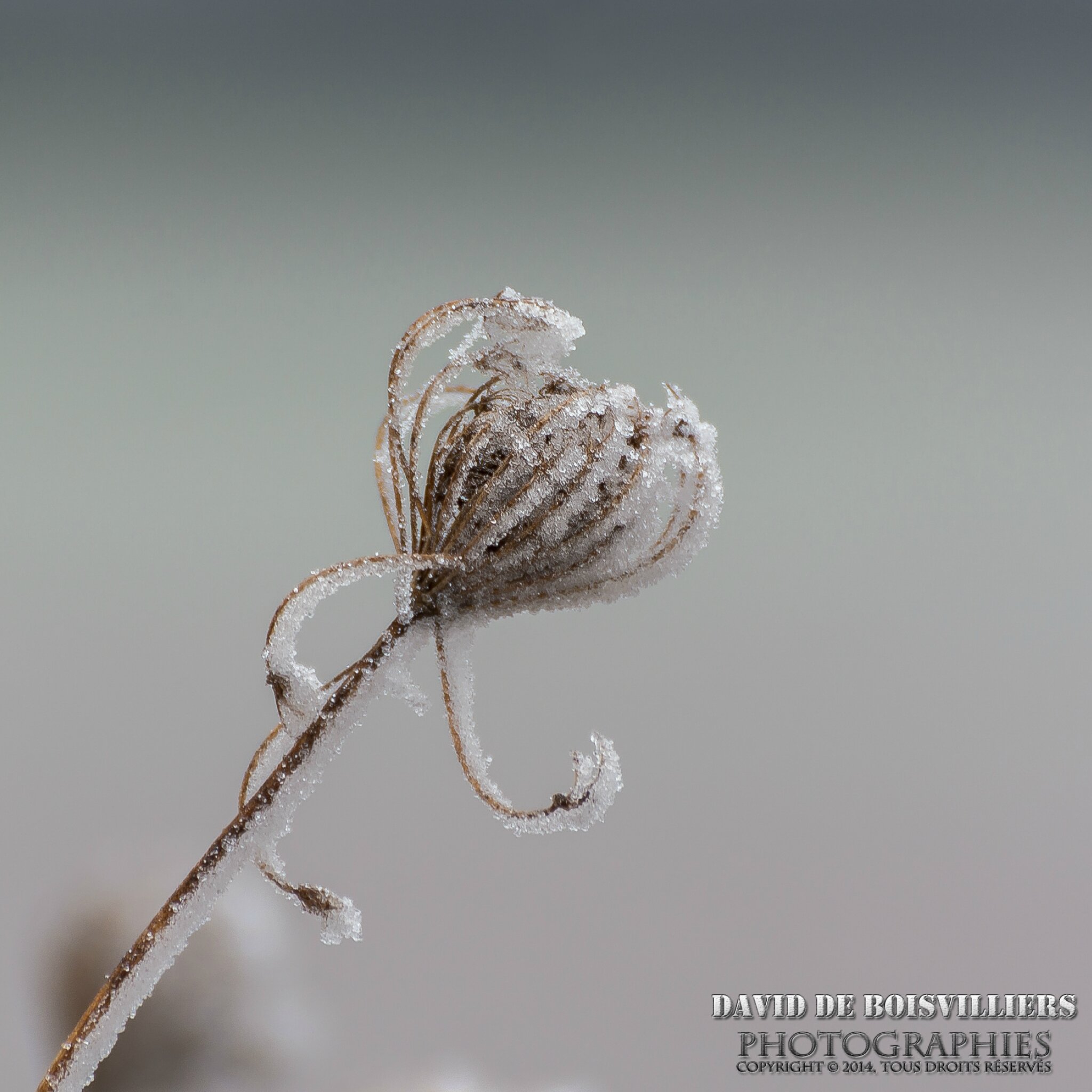 Gelées hivernales