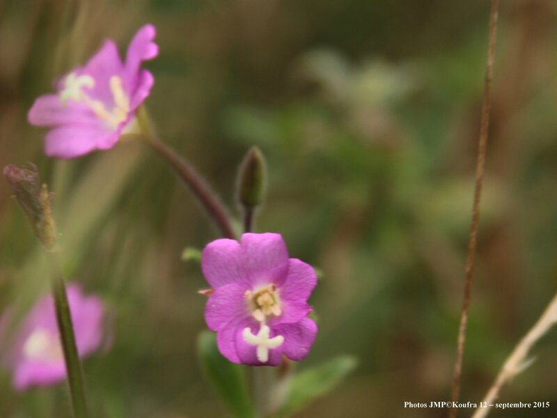 Photo JMP blog fleurs sept 15 - 001