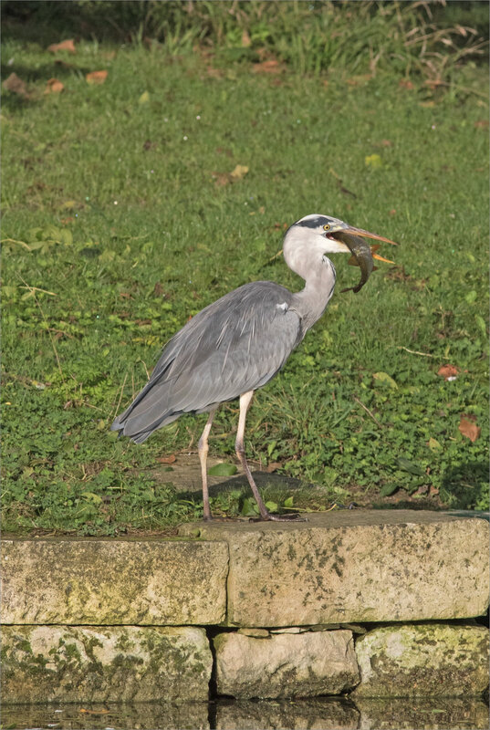 Oiseau héron pêche 290919 ym 10