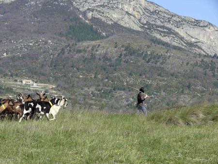 Alpes chèvres