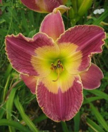 hemerocallis_victorian_days_