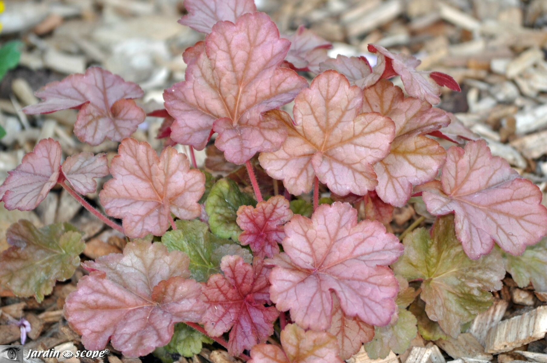 Heuchèra 'Pinot gris'