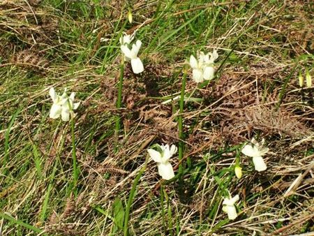 Narcisses Glénan5