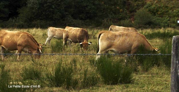 Signs on Cows Aubrac France