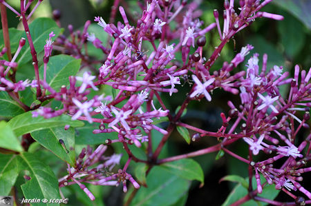 Fuchsia_en_nuage