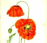 coquelicot