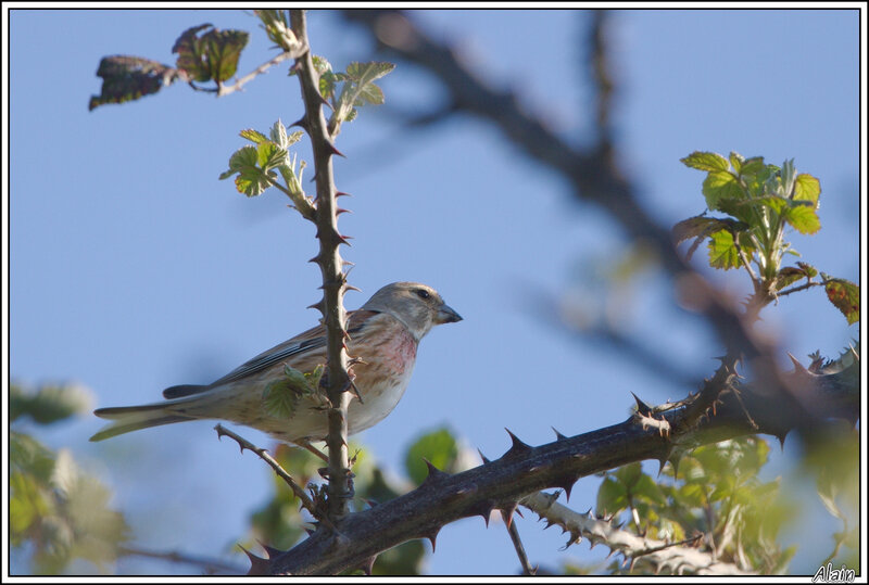 Linotte mélodieuse