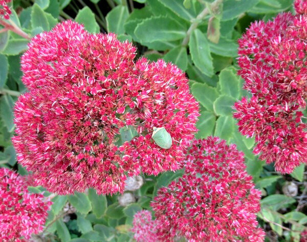 201910 jardin début octobre sedum