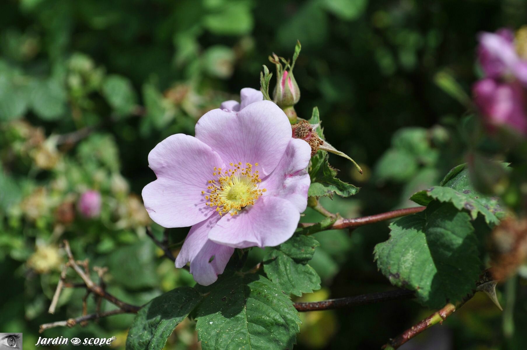 Rosier Californica deep Pink