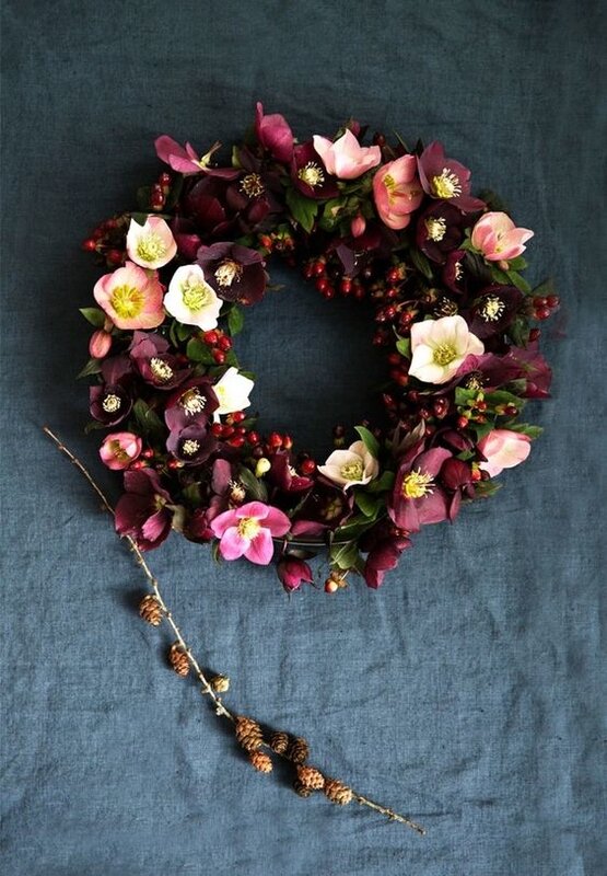 hellebore
