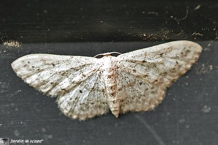 La Vieillie • Idaea seriata • Famille des Geometridae