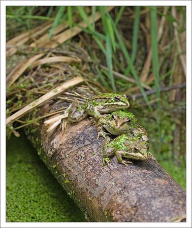 Galuchet_grenouilles_3_une_derriere_autre_130610