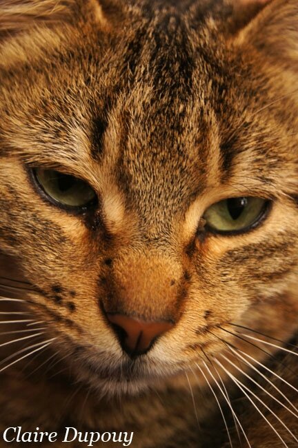 Chatb