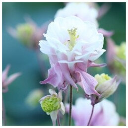 aquilegia-winky-double-rose-white-