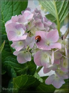hortensias du jardin1