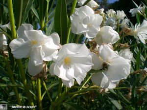 Nerium Oleander à fleurs blanches doubles