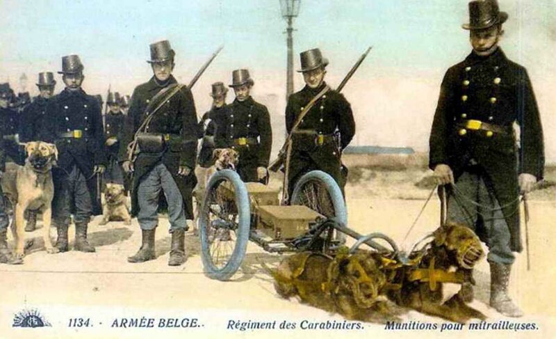 Armée belges5