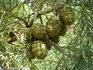 9388_Fruits_s_quoia